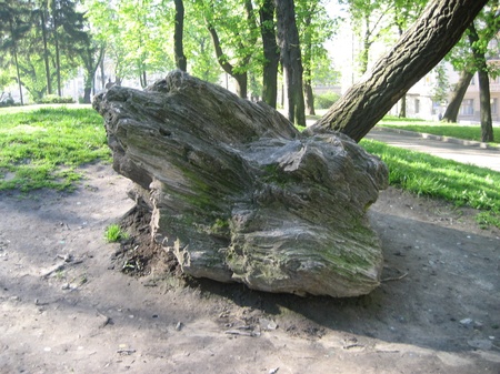 Закам'яніле дерево? Задерев'янілий камінь?