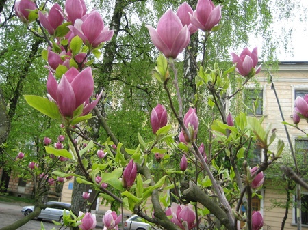 Цвіт магнолій....